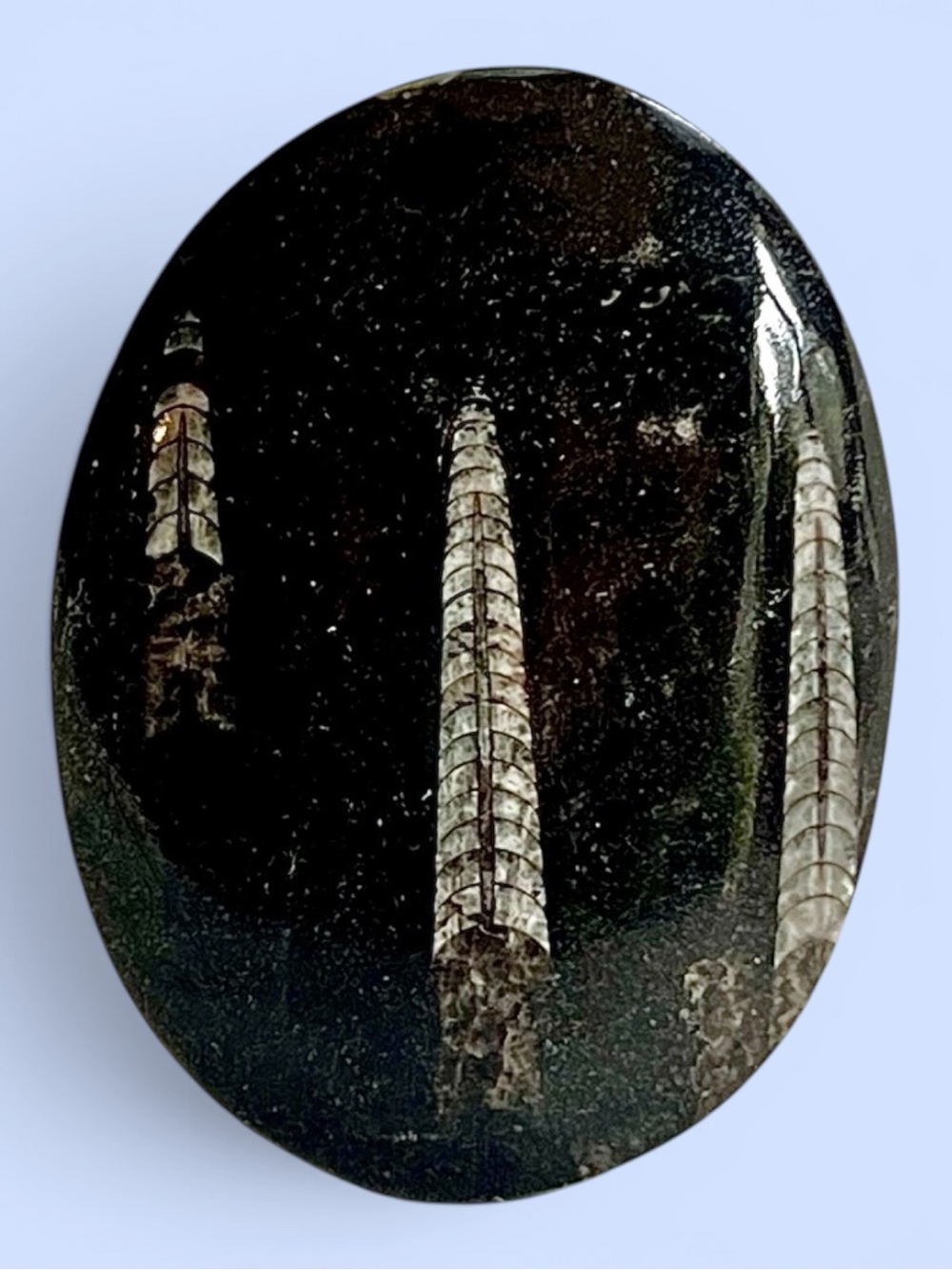 Polished Orthoceras Fossil‎ Stone Display Specimen Black Limestone Decor